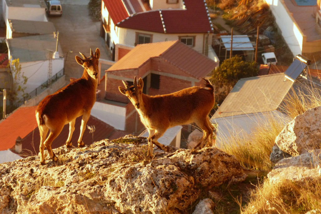 Solana de Granada - Climbing and outdoor hostel: ecotourism mountain goats